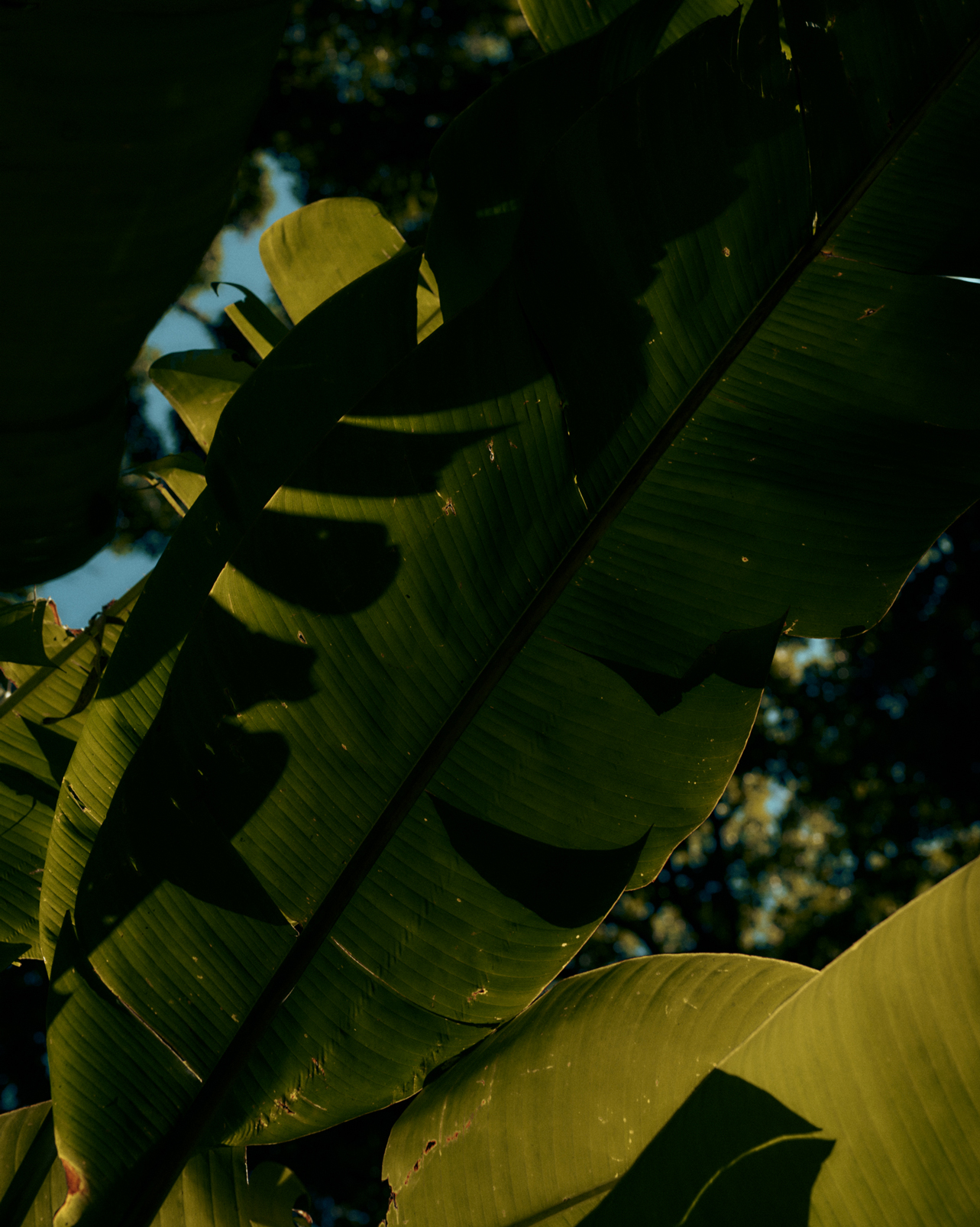 Evergreen — Athletic Greens — 10