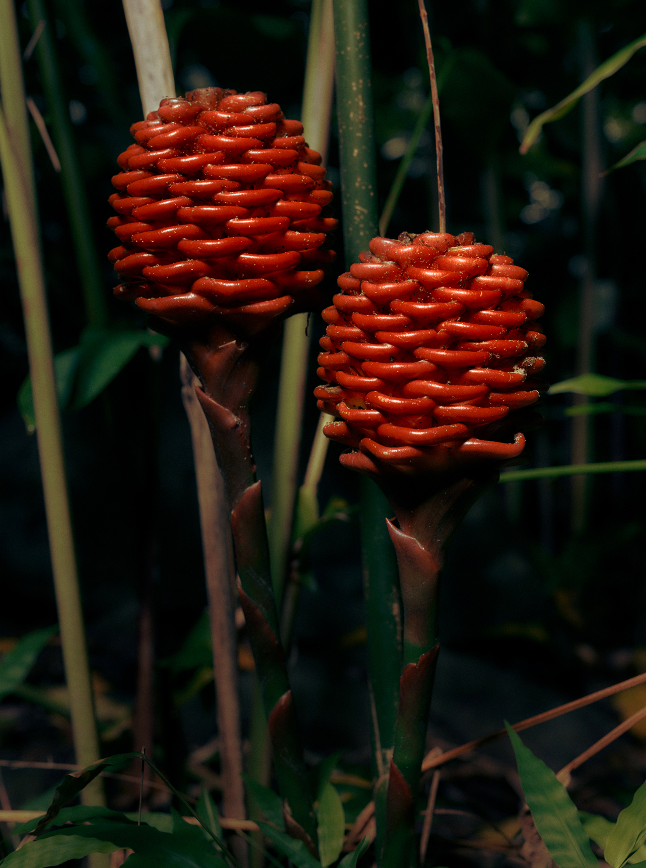 Evergreen — Athletic Greens — 11