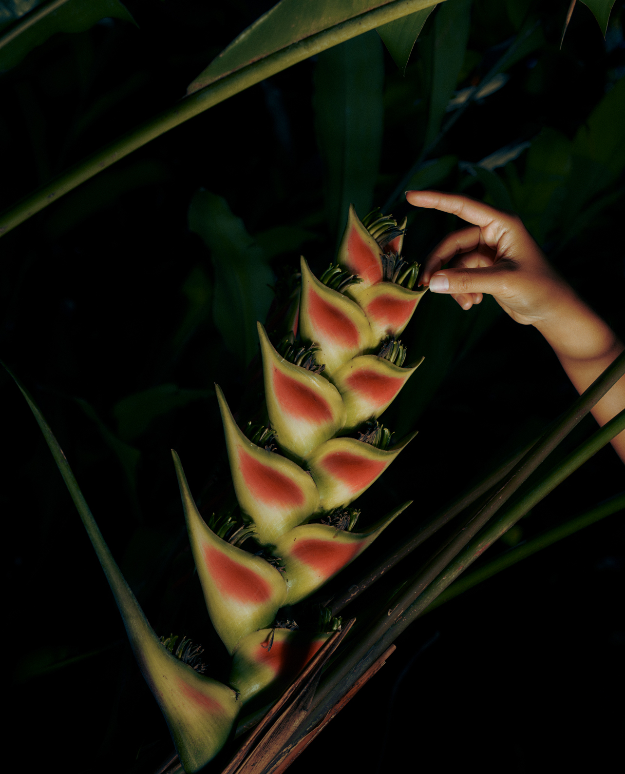 Evergreen — Athletic Greens — 4